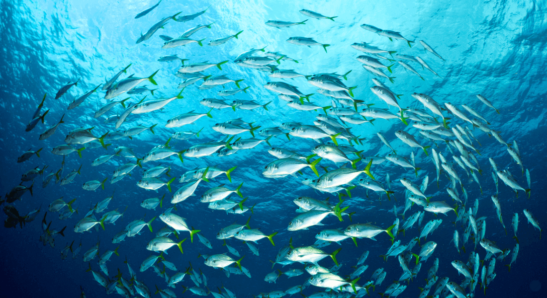 omega 3 ryby